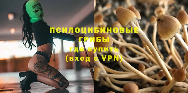 прущие грибы Аркадак